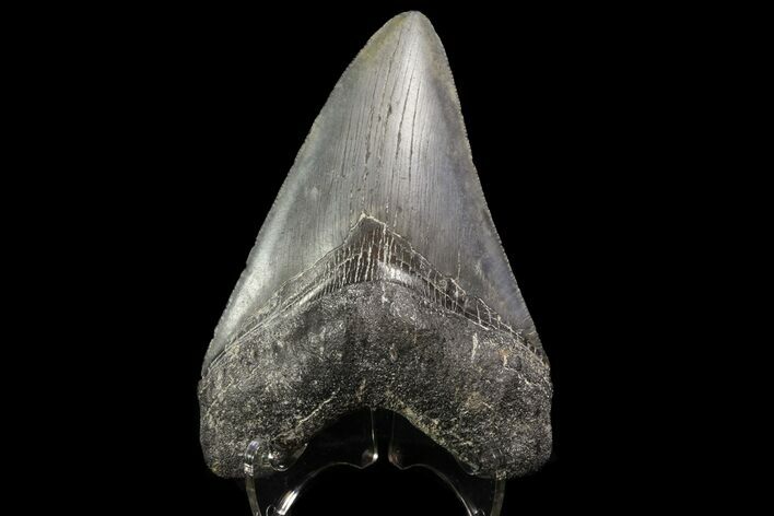Fossil Megalodon Tooth - Georgia #76461
